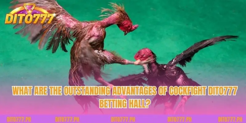 What are the outstanding advantages of Cockfight Dito777 betting hall?