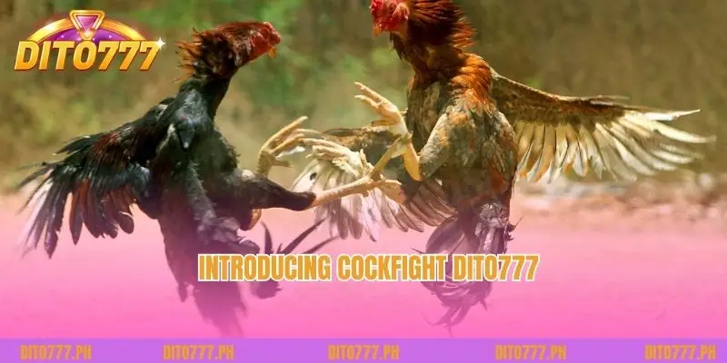 Introducing Cockfight Dito777