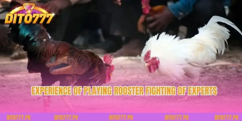 Experience of playing Rooster Fighting of experts