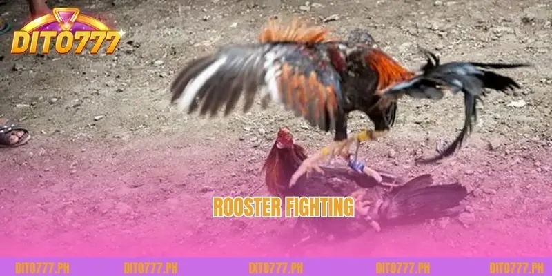 Rooster Fighting - Enjoy Dramatic and Intense Battles