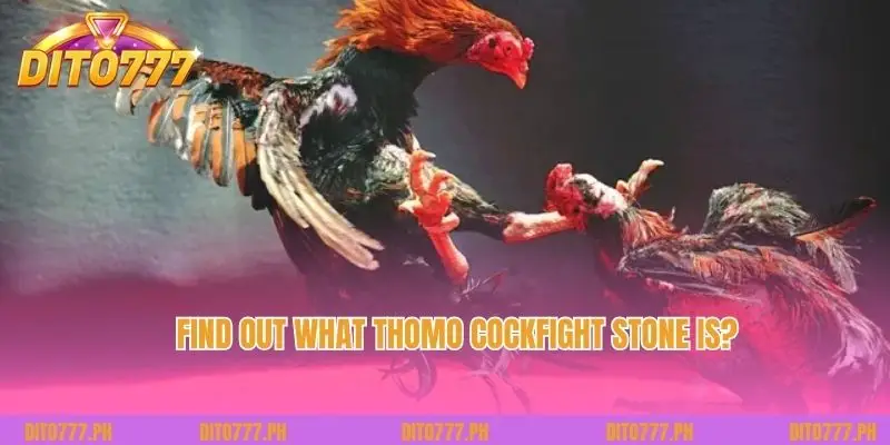 Find out what Thomo Cockfight stone is?