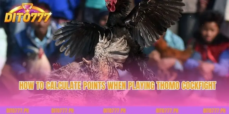 How to calculate points when playing Thomo Cockfight