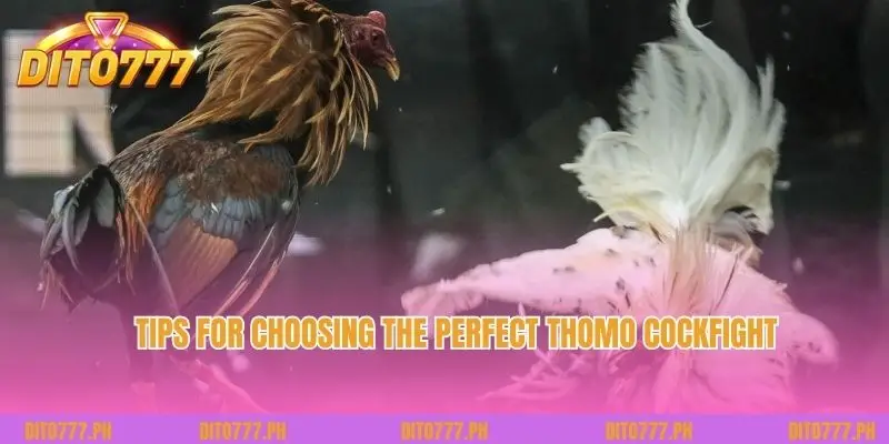 Tips for choosing the perfect Thomo Cockfight