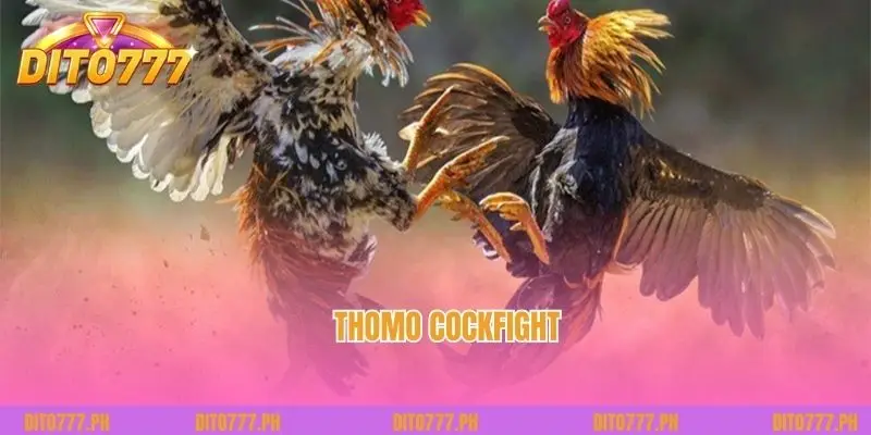 Thomo Cockfight What is that? Tips for Choosing Unbeatable Chickens